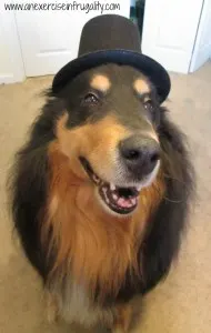 Bear with a tophat