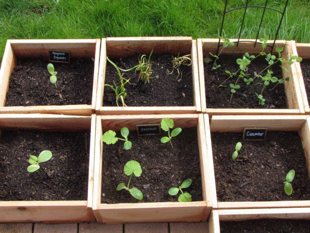 square foot garden