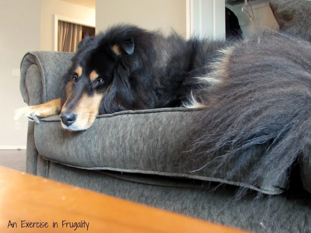 dog-fur-couch