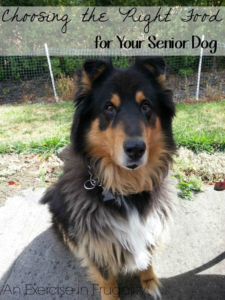 Choosing the right food for your senior dog