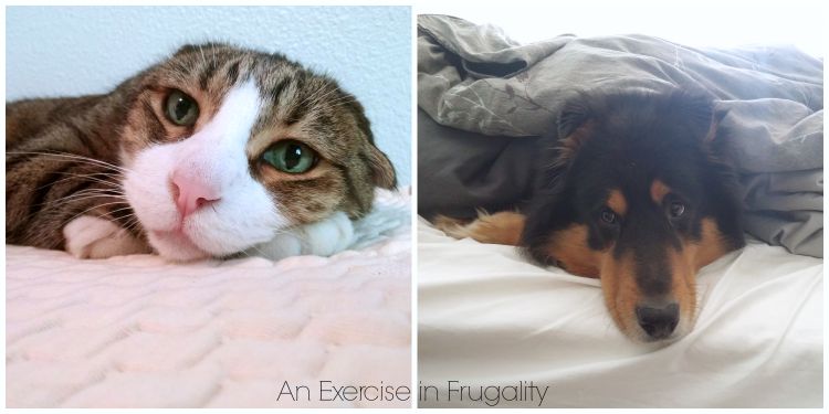 dog and cat sleeping on bed