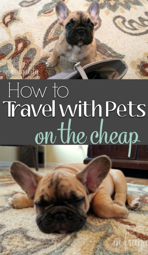 How to Travel With Pets on a Budget- Sure you could leave your fur babies at home with a pet sitter, but you know you'll miss them terribly! Bring your pet along when you travel! It's easy with the right hotel and a few simple tips! #MyESA #ad