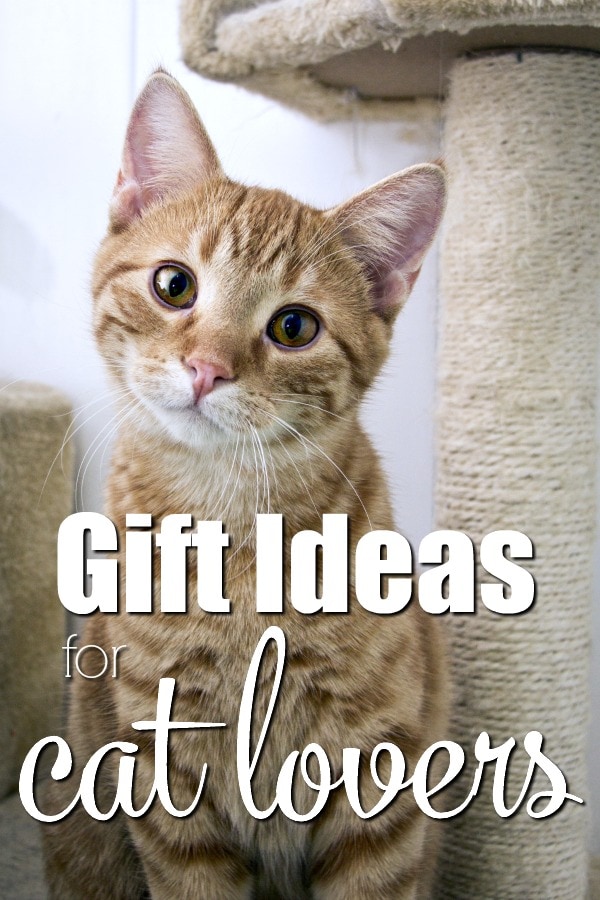 Gifts for Cat Lovers Everywhere An Exercise in Frugality