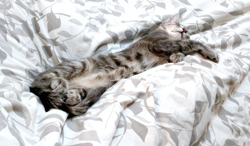 grey tabby kitten laying on bed