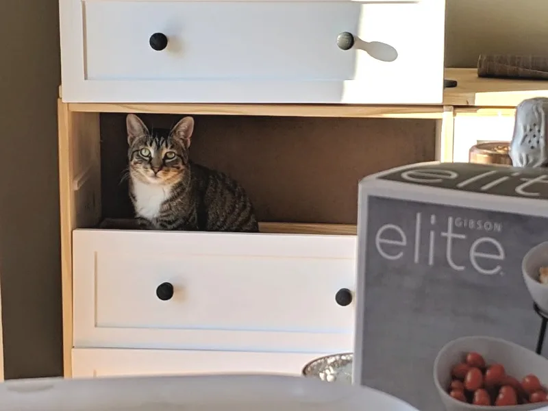 cat hiding in drawers